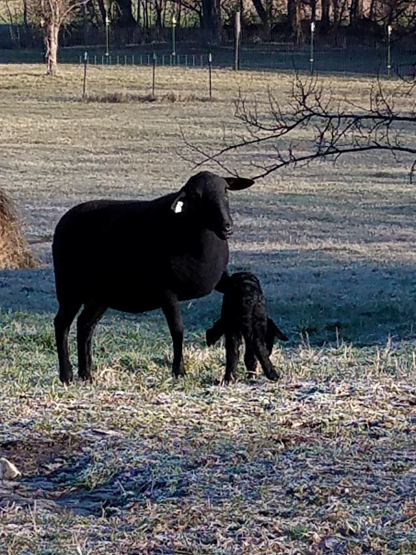 TN14 lifting ewe lamb 51_2.jpg