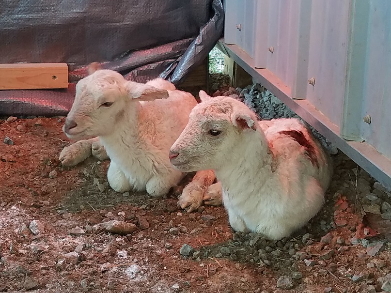 TN5 twin ewe lambs 28 Jan 2019_2.jpg