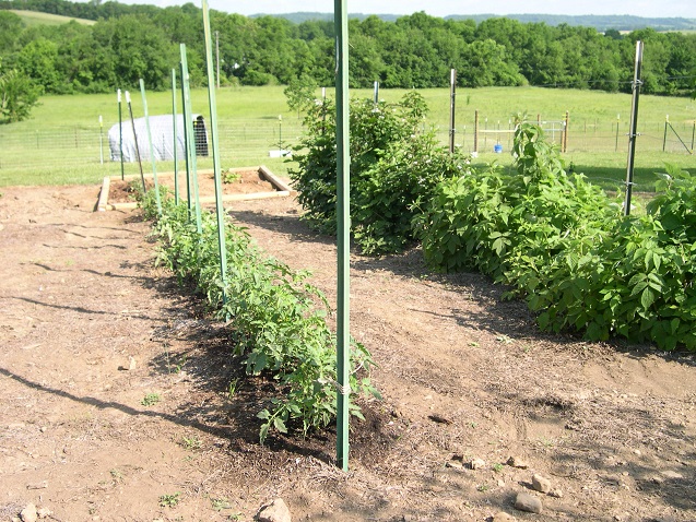 Tomatoes and berries 18 May 2017.JPG