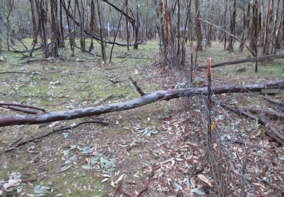 Tree on fence 2.JPG