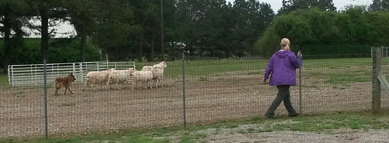 Trooper driving sheep (2).jpg