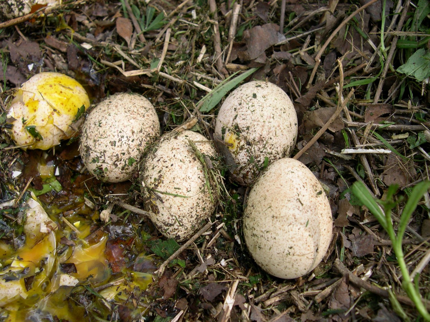 Turkey eggs.JPG