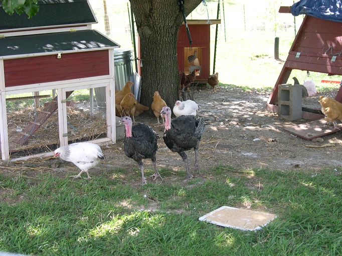 Turkeys at 12 wks 14 June 2017.JPG