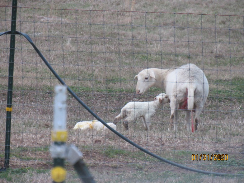 Twin lambs 31 Jan 2020.JPG