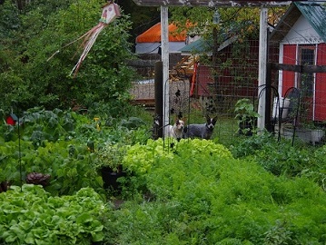 veg garden sep 4 2015.jpg