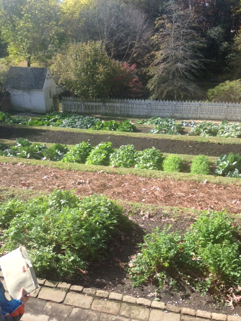 vegetable garden.jpg