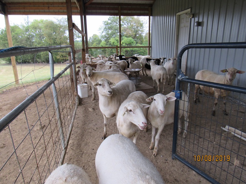 Waiting for hoof work 8 Oct 2019.JPG