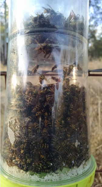 wasp trap 2.JPG