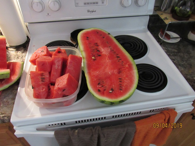 Watermelon 4 Sep 2019.JPG