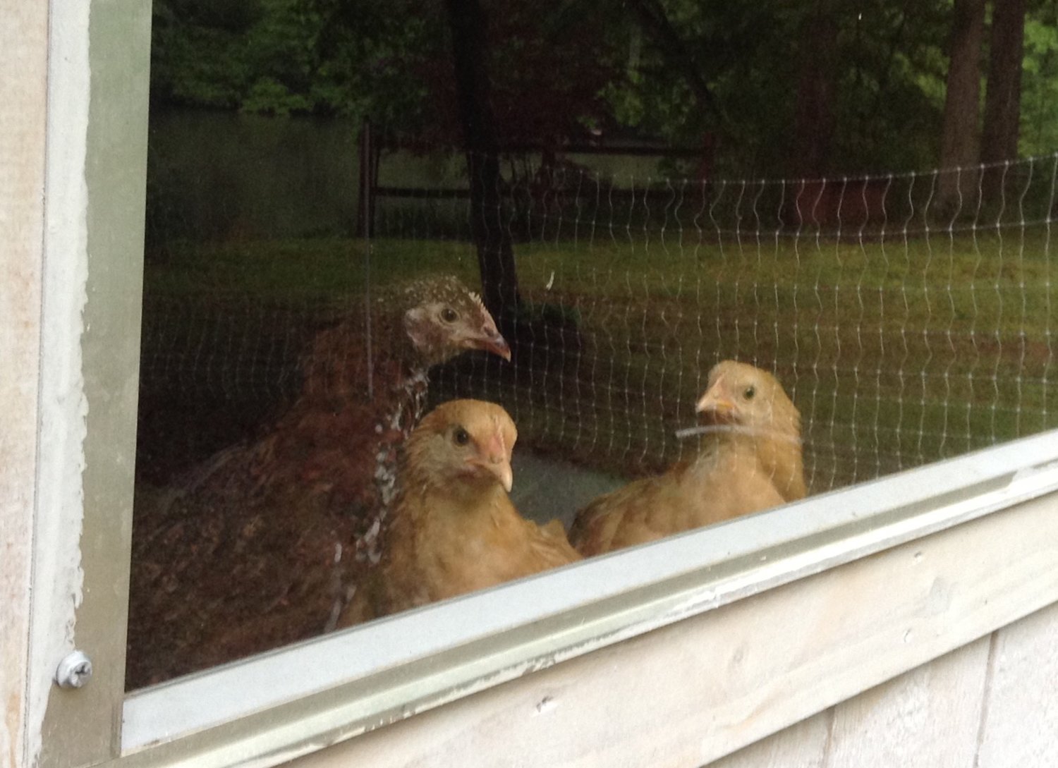 windowchicks.jpg