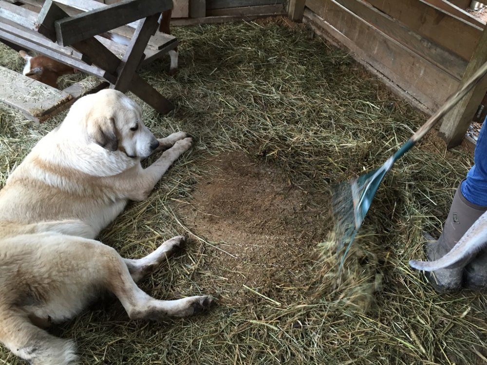 Wingin' it Farms Anatolian Pyrenees Pup 9months 115lbs (1).JPG