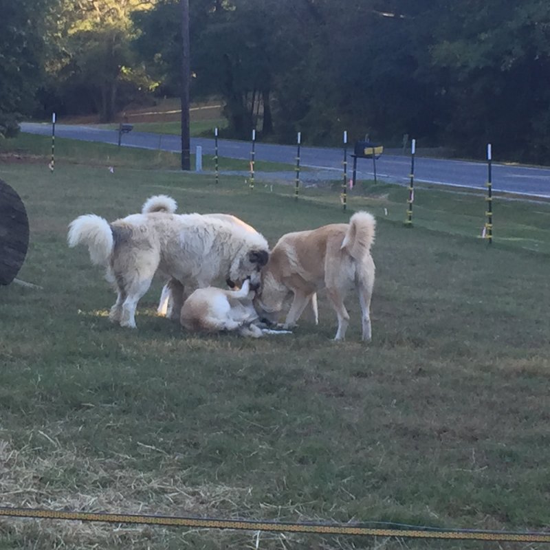 Wingin' it Farms Anatolian Pyrenees Pup 9months 115lbs (11).JPG