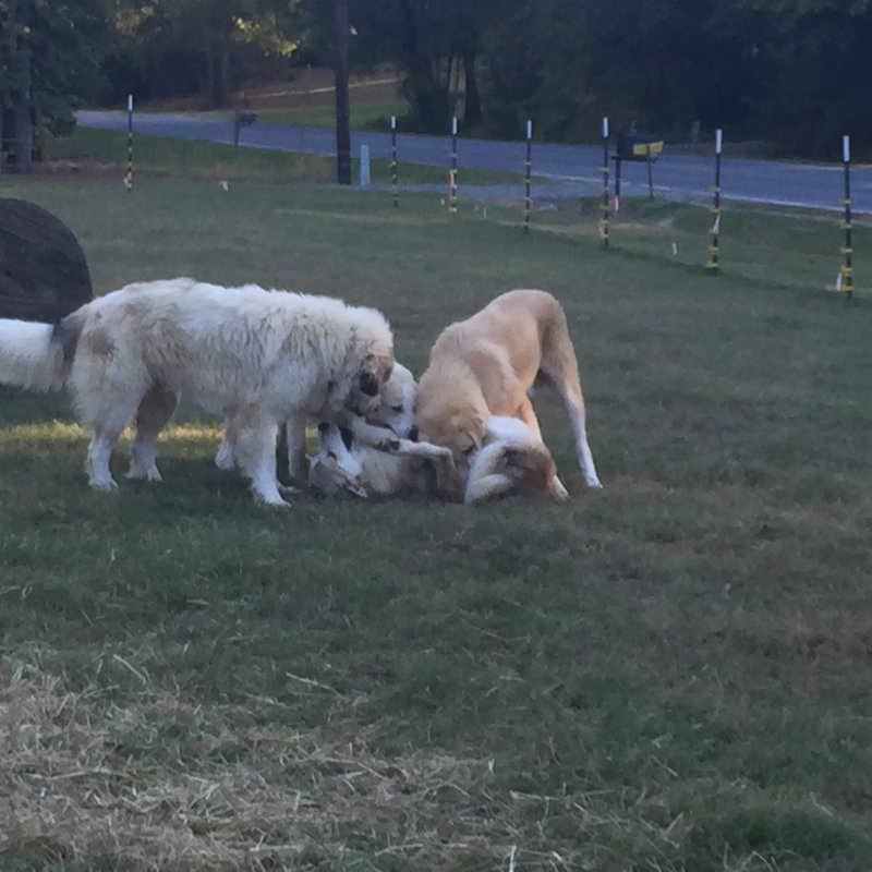 Wingin' it Farms Anatolian Pyrenees Pup 9months 115lbs (12).JPG