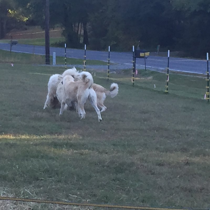 Wingin' it Farms Anatolian Pyrenees Pup 9months 115lbs (13).JPG