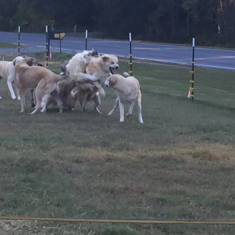 Wingin' it Farms Anatolian Pyrenees Pup 9months 115lbs (14).JPG