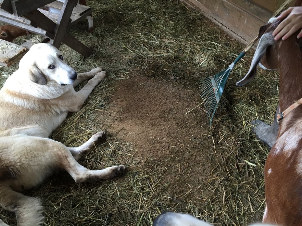 Wingin' it Farms Anatolian Pyrenees Pup 9months 115lbs (2).JPG