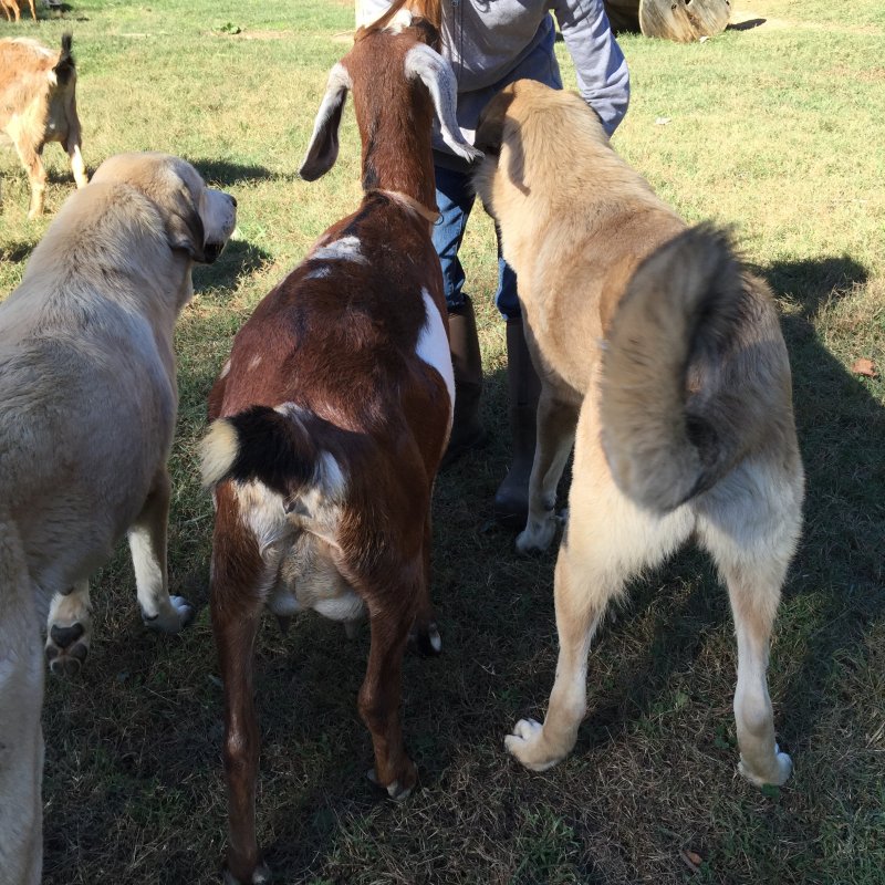 Wingin' it Farms Anatolian Pyrenees Pup 9months with Ruby the goat-dog Nubian (1).JPG