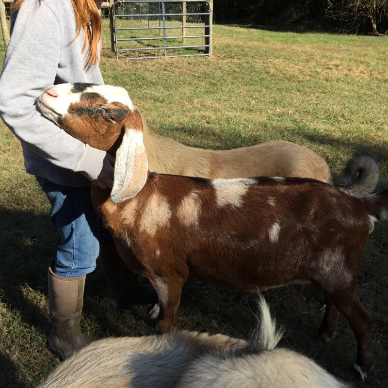 Wingin' it Farms Anatolian Pyrenees Pup 9months with Ruby the goat-dog Nubian (2).JPG