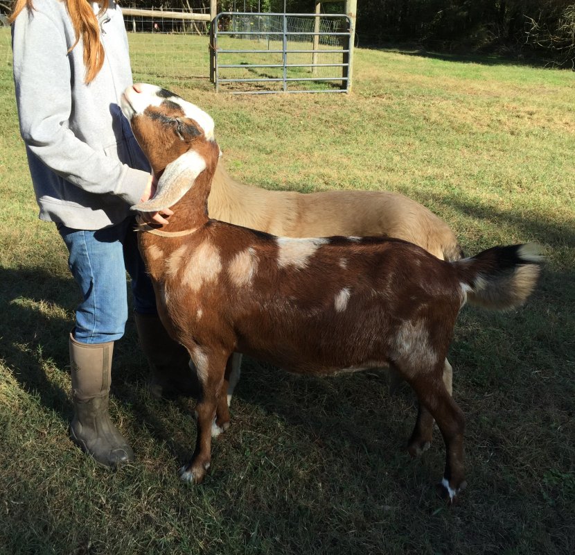 Wingin' it Farms Anatolian Pyrenees Pup 9months with Ruby the goat-dog Nubian (3).JPG