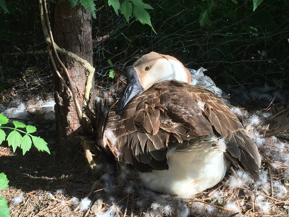 Wingin' it Farms Brown Chinese Goose- Nancy Brooding her clutch.JPG