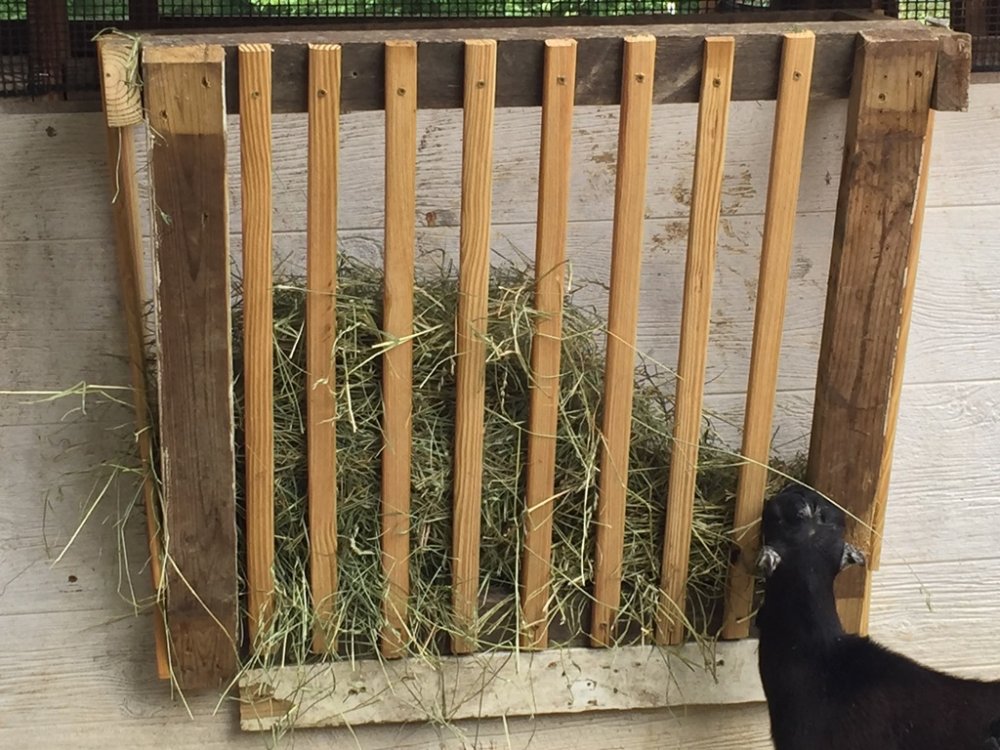 Wingin' it Farms Buckling kids hay feeder.JPG