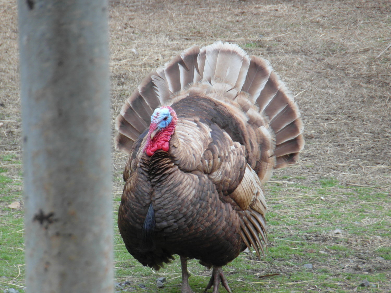 Wingin' it Farms Chocolate Turkey.JPG