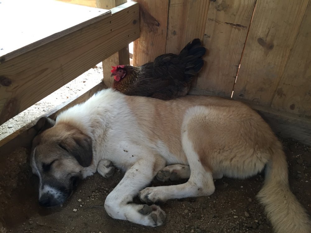 Wingin' it Farms Crazy laying hens with LGD pups and dogs (4).JPG