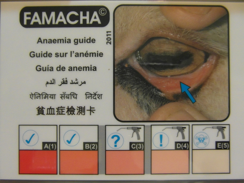 Understanding FAMACHA Fecal Analysis BackYardHerds