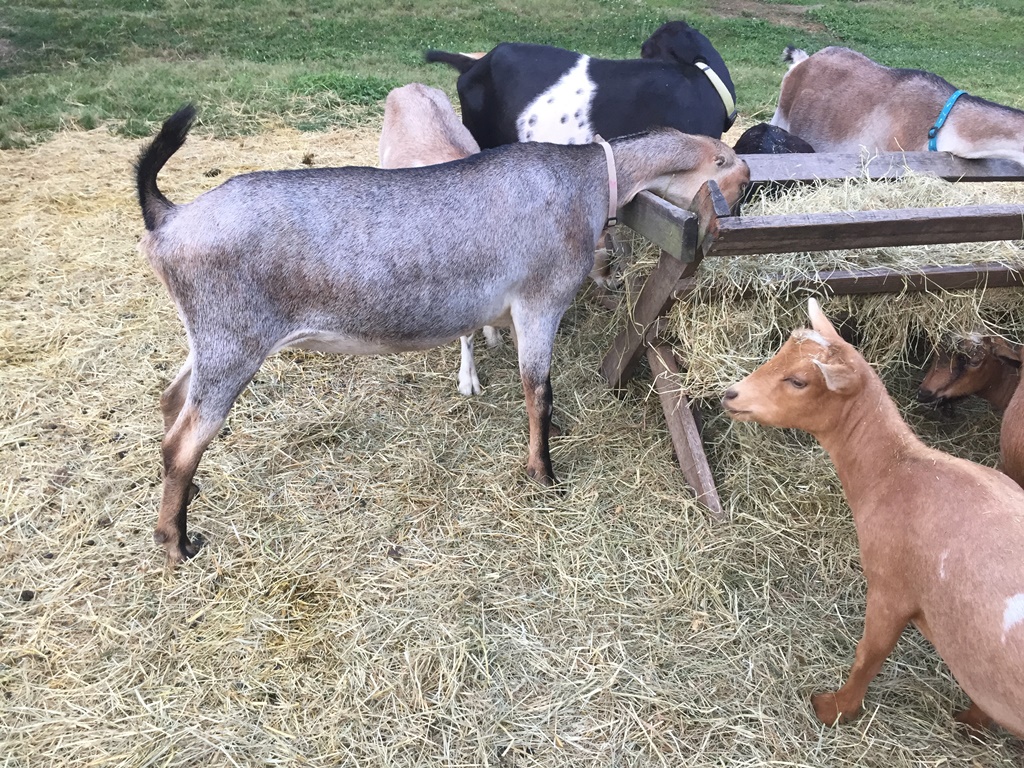 Wingin' it Farms Home of Wings & Caprines Dairy Goats (9).JPG