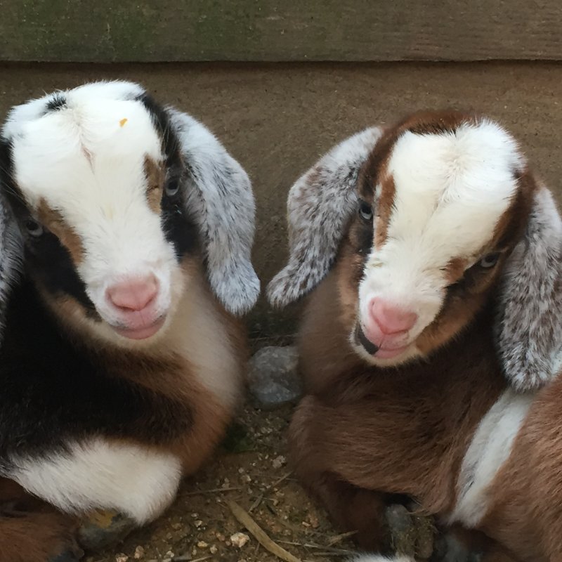 Wingin' it Farms Home of Wings & Caprines Mini-Nubians Mar 5,2016 Sapphire & Emerald.JPG