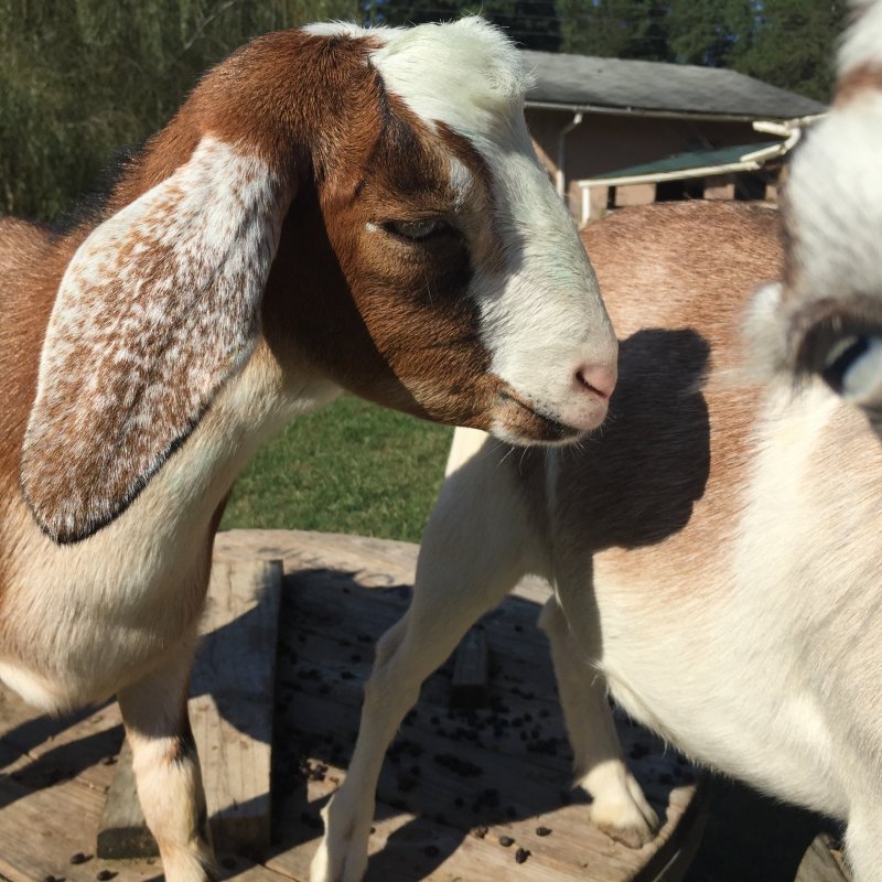 Wingin' it Farms Home of Wings & Caprines Registered Miniature Nubians Emmy & Saffy (12).JPG