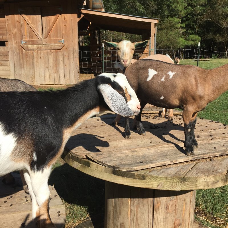 Wingin' it Farms Home of Wings & Caprines Registered Miniature Nubians Emmy & Saffy (14).JPG