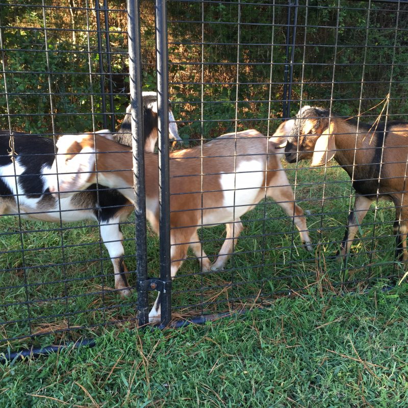 Wingin' it Farms Home of Wings & Caprines Registered Miniature Nubians Emmy & Saffy (15).JPG