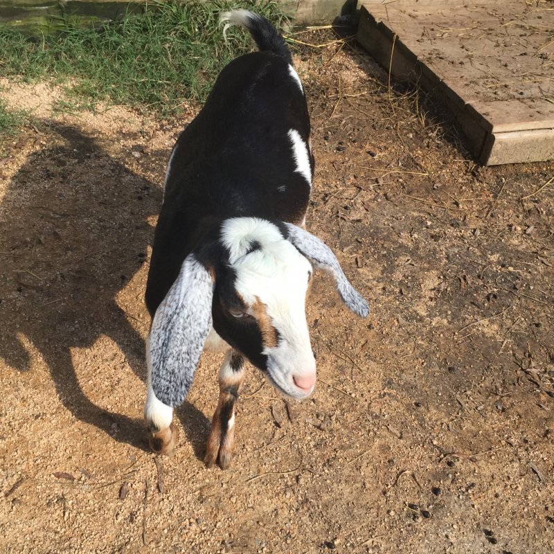 Wingin' it Farms Home of Wings & Caprines Registered Miniature Nubians Emmy & Saffy (3).JPG