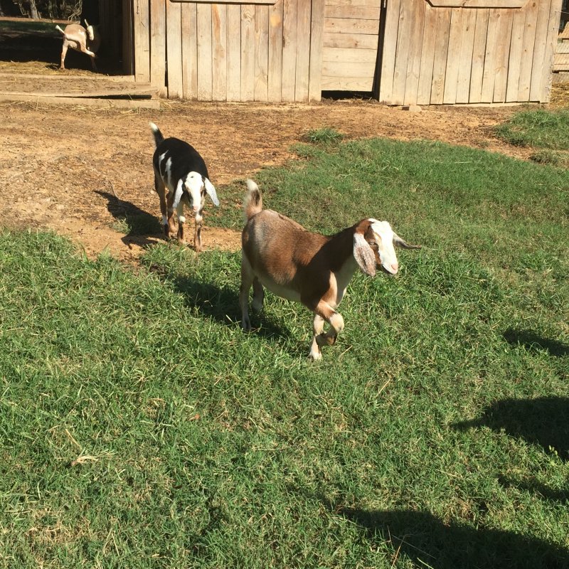 Wingin' it Farms Home of Wings & Caprines Registered Miniature Nubians Emmy & Saffy (5).JPG