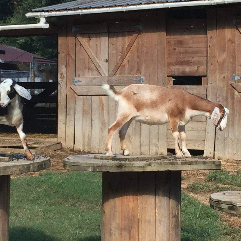 Wingin' it Farms Home of Wings & Caprines Registered Miniature Nubians Emmy & Saffy (8).JPG