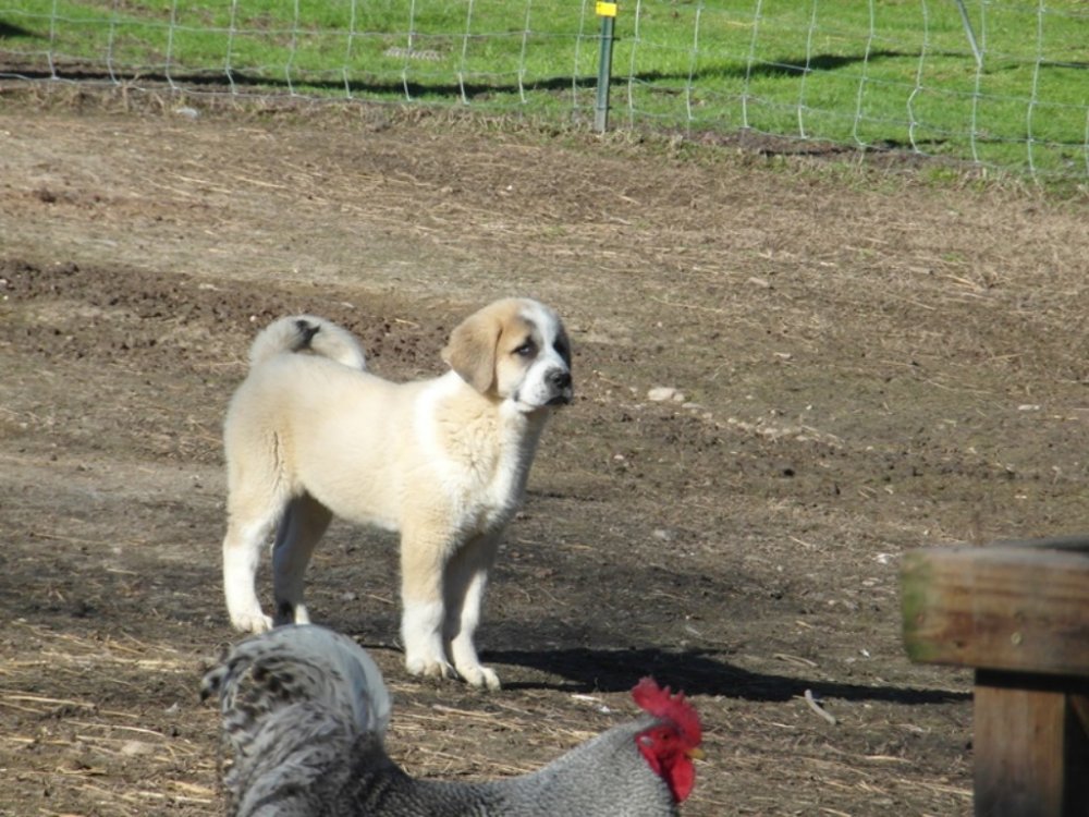 Wingin it Farms LGD Pups 12weeks Big Boy.JPG