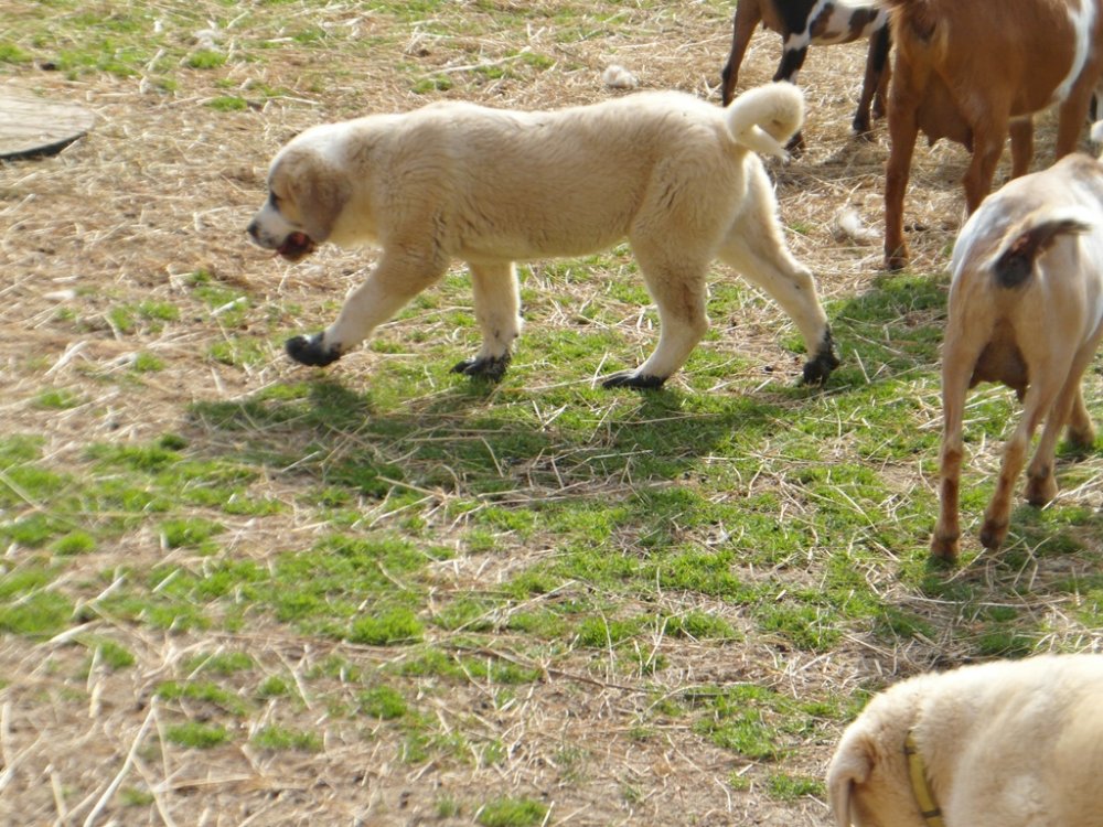 Wingin' it farms LGD Pups 13 weeks (2).JPG