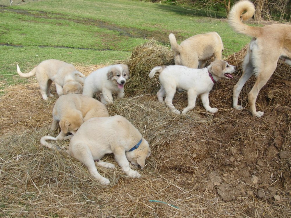 Wingin' it farms LGD Pups 13 weeks with two girls for training 10weeks (2).JPG