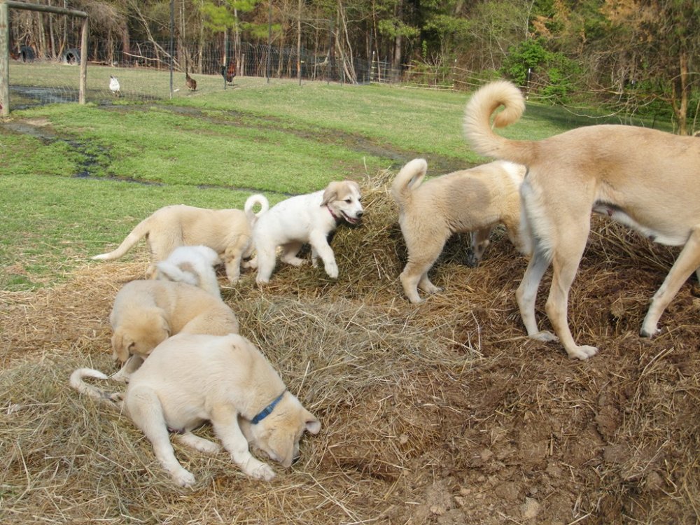 Wingin' it farms LGD Pups 13 weeks with two girls for training 10weeks (3).JPG