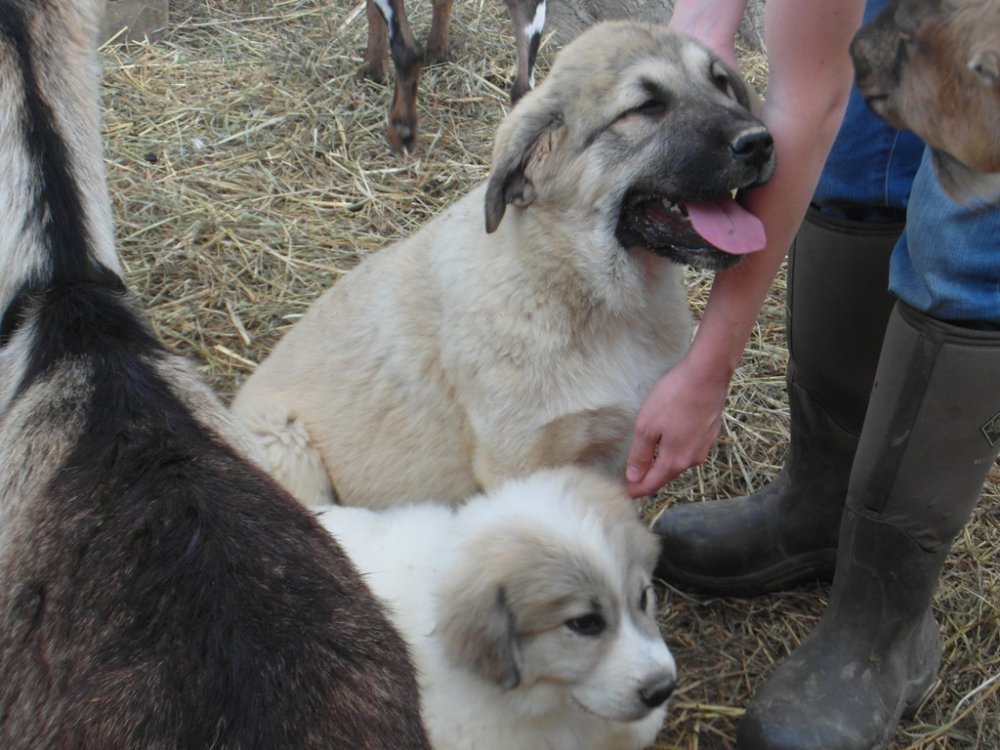 Wingin' it farms LGD Pups 13 weeks with two girls for training 10weeks (4).JPG