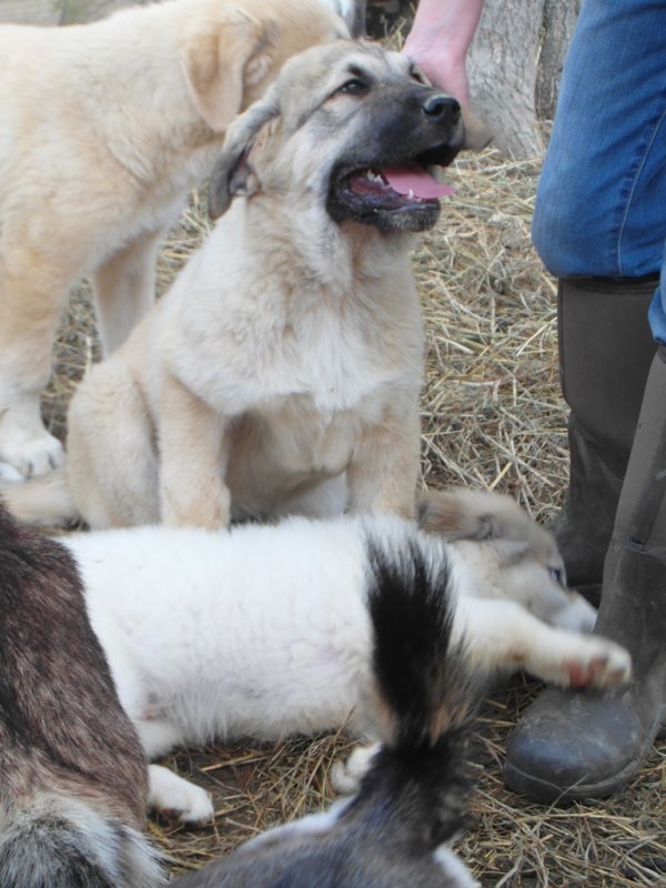 Wingin' it farms LGD Pups 13 weeks with two girls for training 10weeks (5).JPG