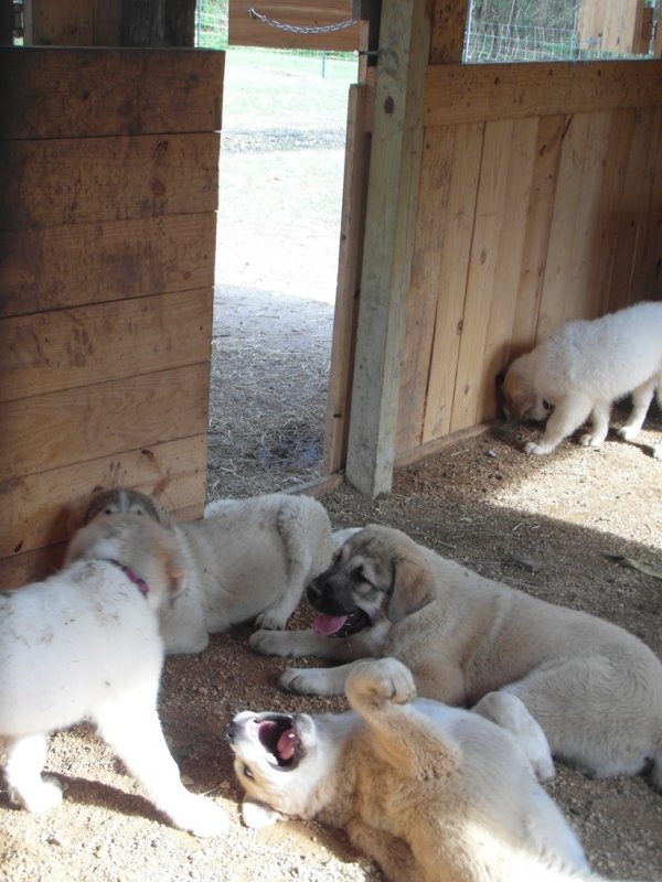 Wingin' it farms LGD Pups 13 weeks with two girls for training 10weeks (6).JPG