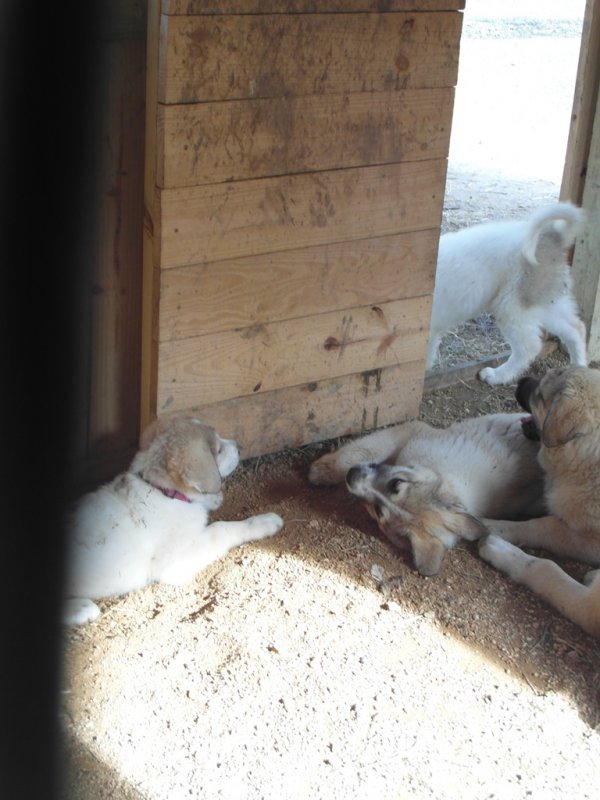 Wingin' it farms LGD Pups 13 weeks with two girls for training 10weeks (7).JPG