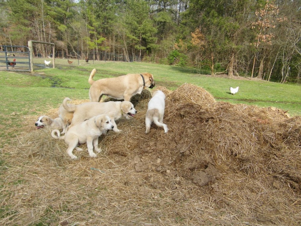 Wingin' it farms LGD Pups 13 weeks with two girls for training 10weeks.JPG