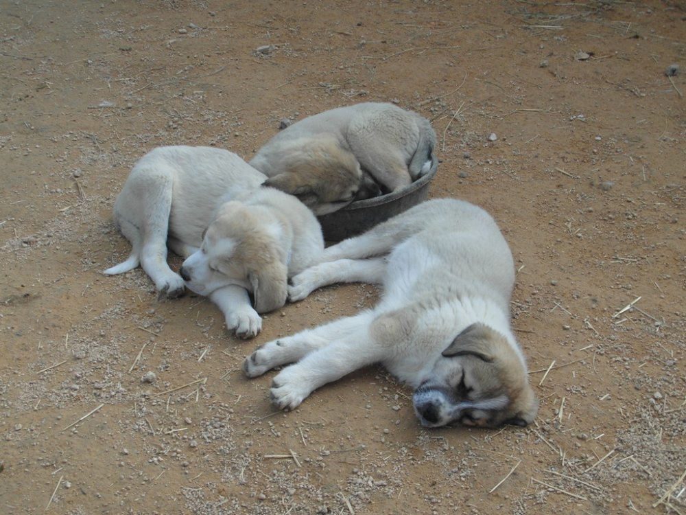 Wingin' it Farms LGD Pups 9 weeks (6).JPG