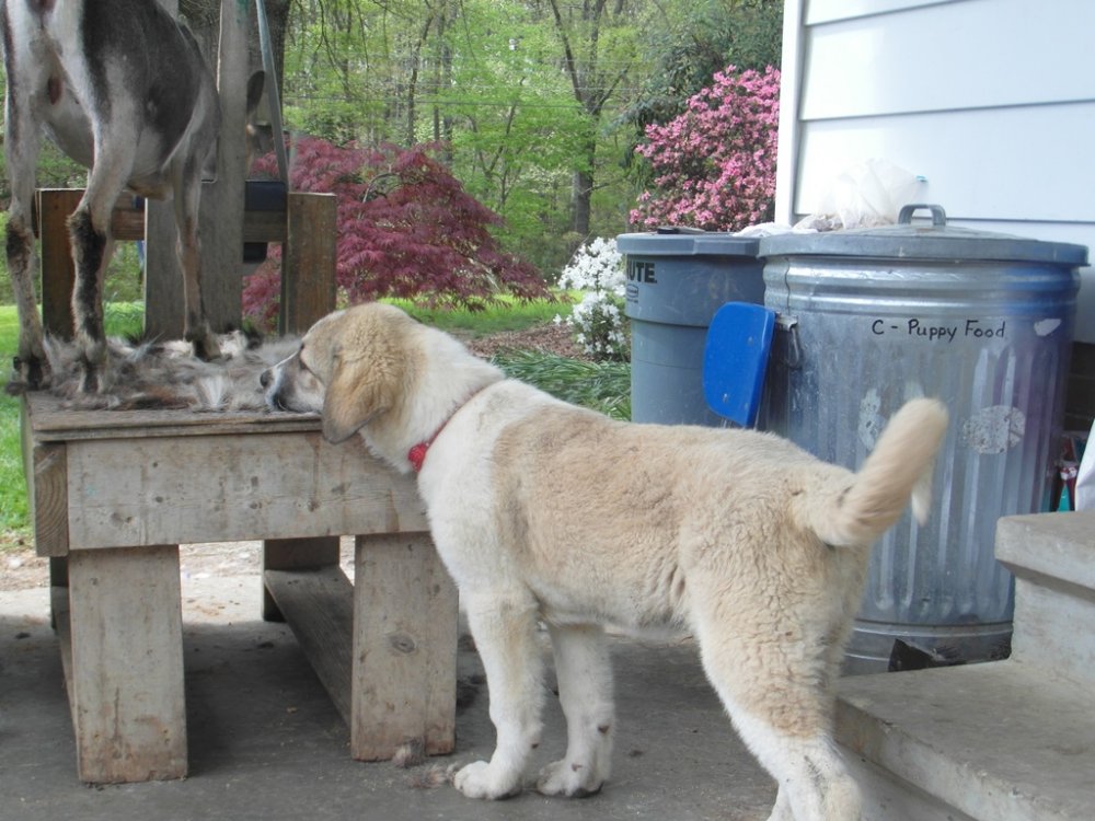 Wingin' it Farms LGD Pups - Bernard- hangong out during clipping time.JPG