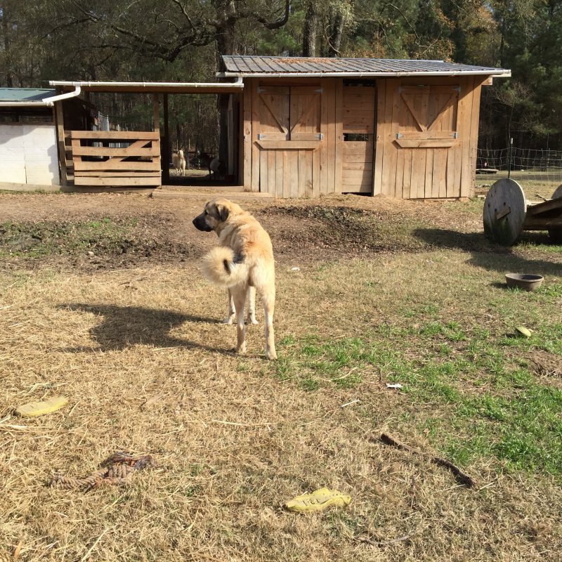 Wingin' it Farms LGD pups in training 10 months Anatolian-Pyrenees (8).JPG