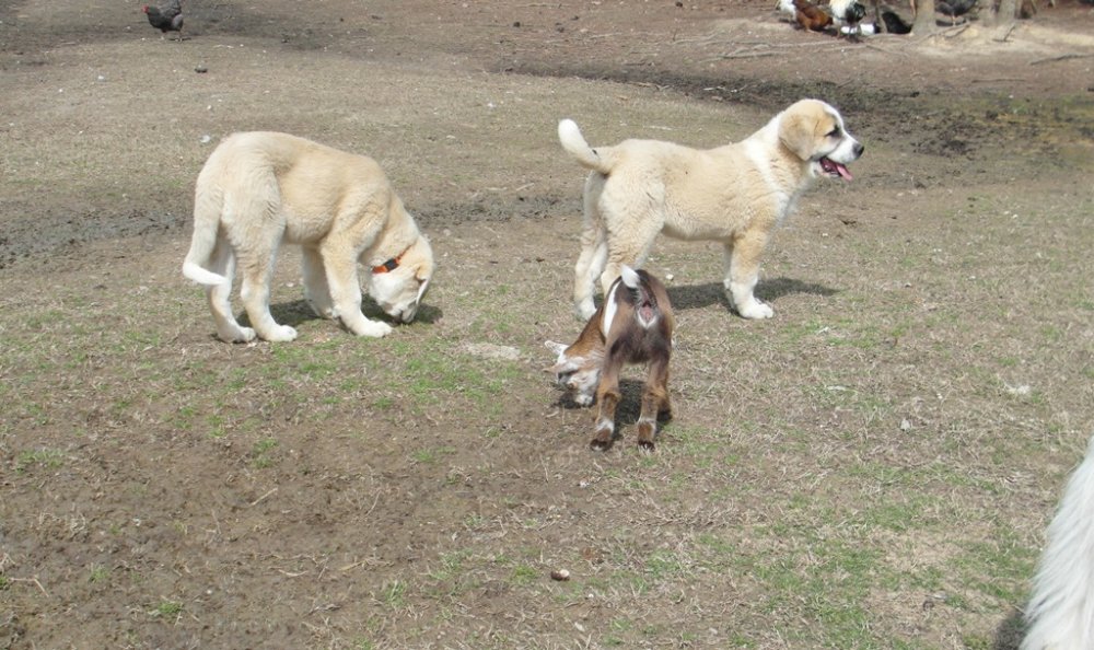 Wingin' it Farms LGD pups in training (2).JPG