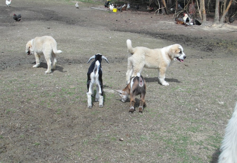 Wingin' it Farms LGD pups in training (7).JPG